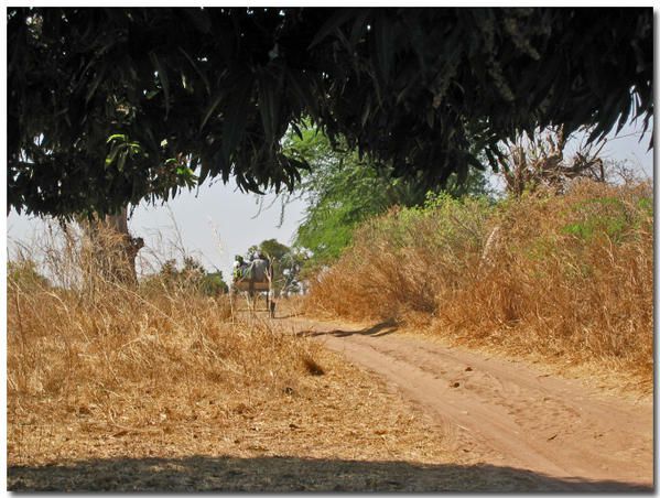 Album - le-senegal