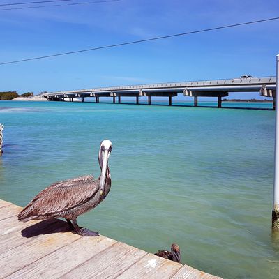 MAI 2022 : jour 5 suite / Les Keys de Miami à Marathon 