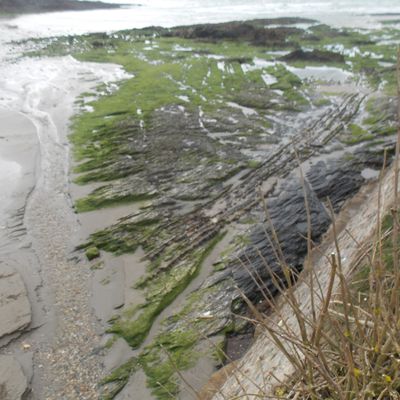 Des algues vertes de retour à Postolonnec