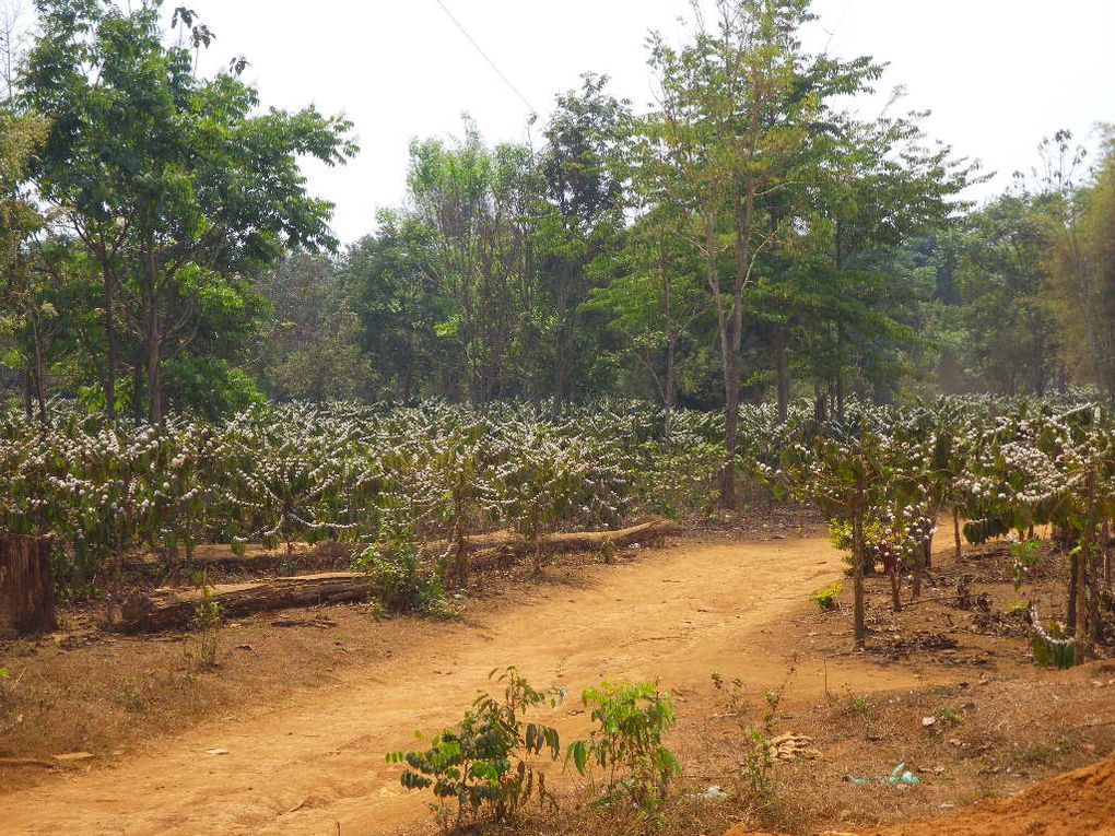 Album - SUD-LAOS