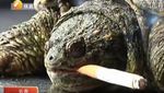VIDEO. Une tortue chinoise fume dix cigarettes par jour !