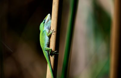 Amazing Costa Rica Biodiversity Discovered At Veragua Rainforest