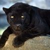 A Black Panther