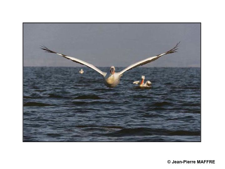 Le pélican frisé se reproduit dans les marais et les lacs peu profonds. C’est l’un des plus grands oiseaux du monde.