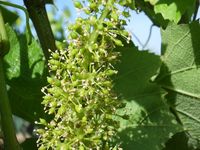 #Animations #oenotouristiques #Juillet #Août #Vignoblesetdécouvertes