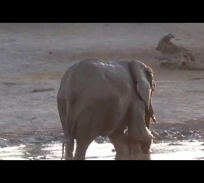 Un bébé éléphant refuse de sortir de son bain