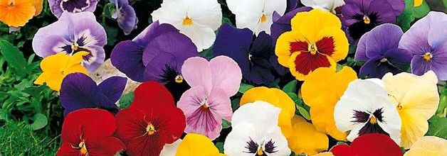 Recettes pour tamponner des pensées de toutes les couleurs