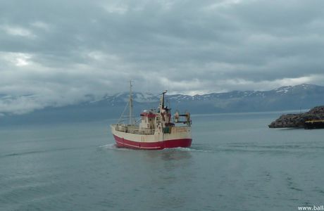 Islande : à Husavik, la chasse (photo) à la baleine - Whale watching