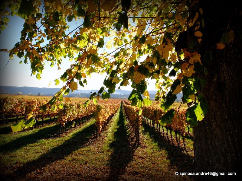 Sur la route du Cahors...des couleurs Feu, un rayonnement...