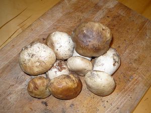 VERA RICETTA DEI funghi PORCINI trifolati e premesse generali sulla cottura dei funghi