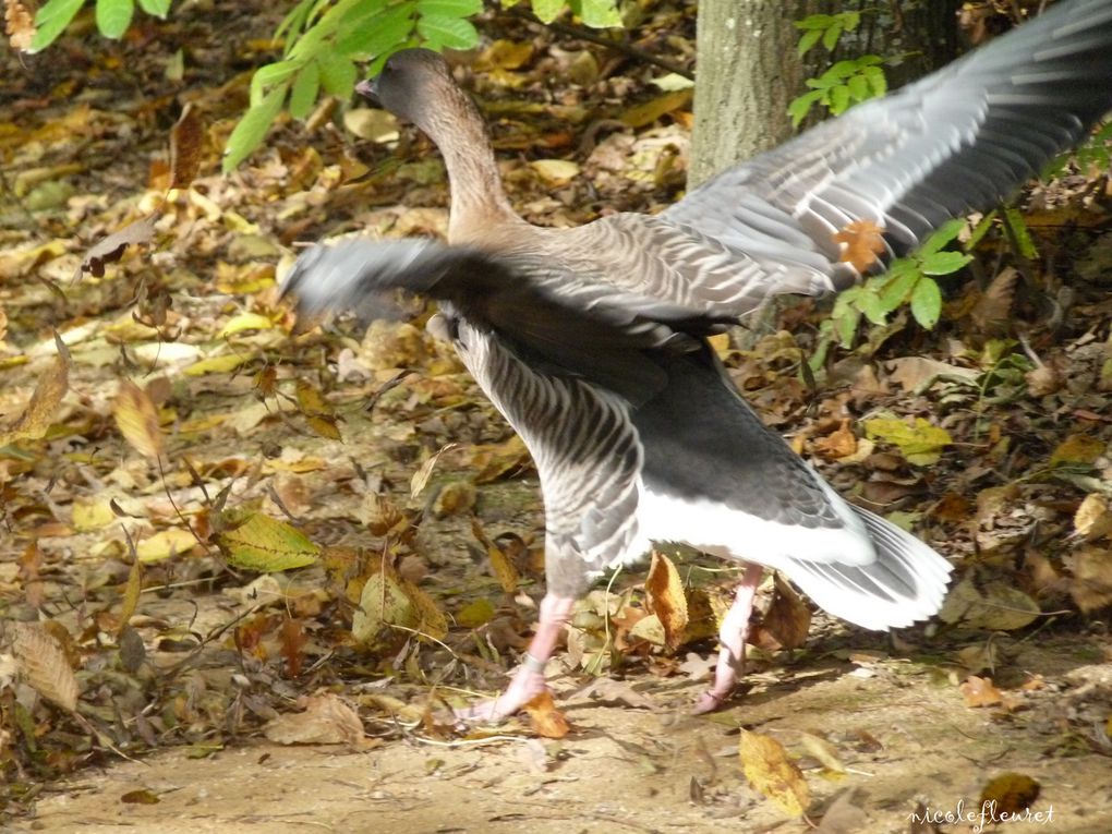 près de Lyon, une magnifique réserve d'oiseaux des 5 continents