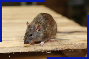 Why should you depend on professionals for Rodent and Bird Control in Marietta?