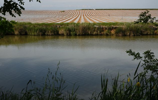Adieu la vigne !..