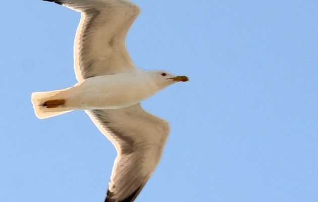 La playmouette du dimanche