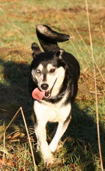 Femelle croisée Husky de trois ans à adopter.