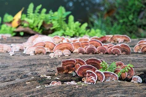 Los 17 principales beneficios para la salud del hongo Reishi 