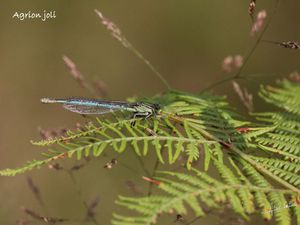 Agrion joli