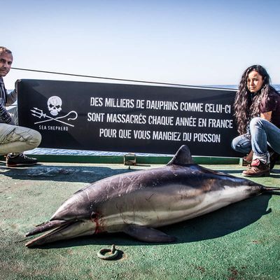 Comment la France extermine ses dauphins