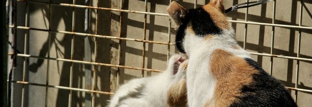 Des chats