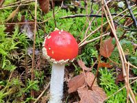 Cueillette champignons à St-Laurent