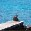 Galapagos: sea lions, turtle sex & sunburns!