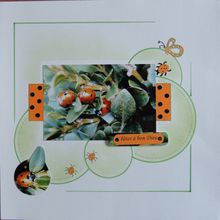 Coccinelles