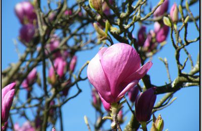 Magnolia en fleur