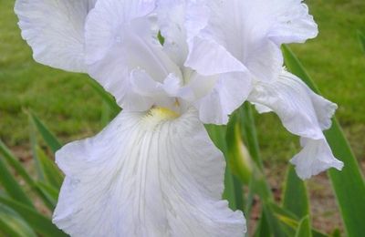 Iris, le 1er mai...