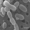 Des bactéries vieilles de 120 000 ans et vivantes !