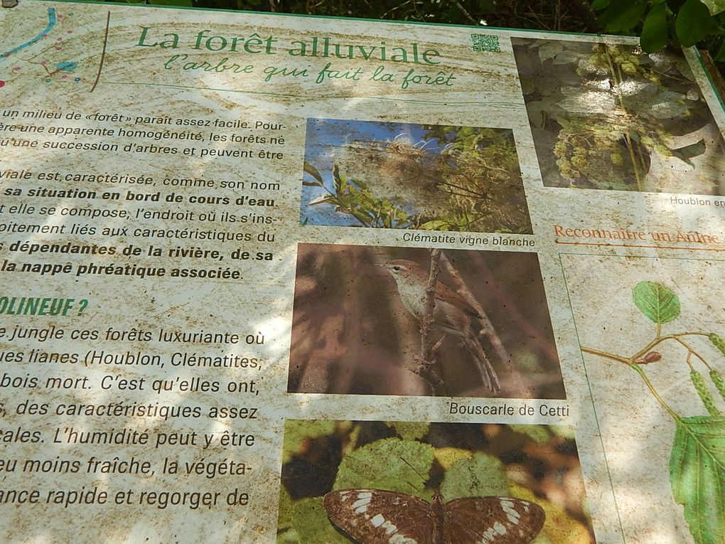 PLANTES SAUVAGES COMESTIBLES AU MARAIS DES RINCEAUX