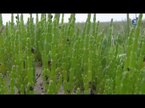 Passe-pierre, ou Salicorne, délice de la Baie de Somme