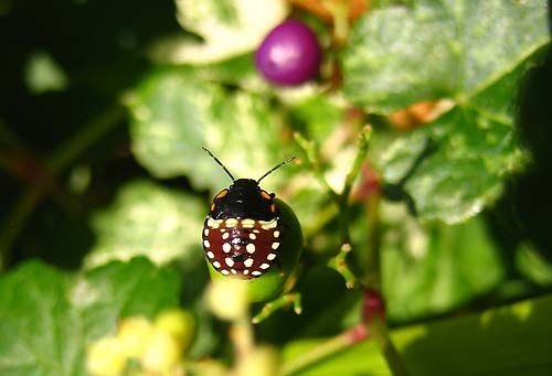 Album - Pentatomidae