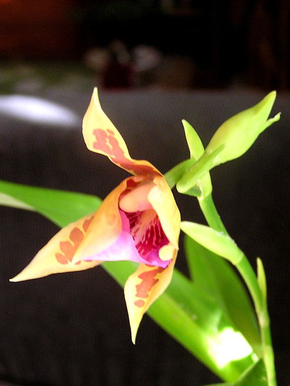 Moment d'intense émotion Après plusieurs années ponctuellement les nouvelles hampes apparaissent chargées de fleurs .Une belle récompense