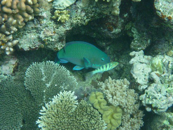 Album - Great Barrier Reef