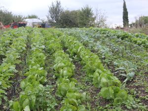 1) Un ceriser aussi feuillu mi-spetembre, du presque jamais vu! 2) Chicorées, choux-raves, navets en cours de production, 3) Pêche de vigne, 4) Poireaux... à désherber peut-être, 5) Plantations récentes (hier) dans la serre du haut, 6) A quoi croyez-vous qu'ils carburent, les Gros ? Et non, pas qu'au foin :) !