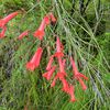 Herbier du Queensland, Australie