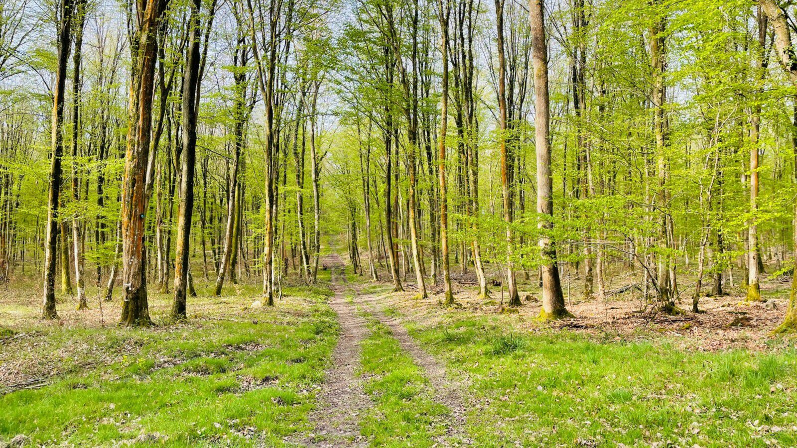 en forêt de Retz