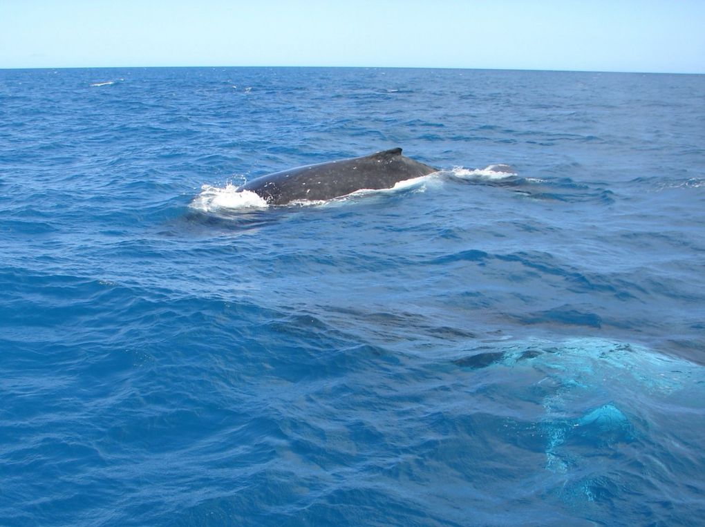 Album - baleines-et-casy