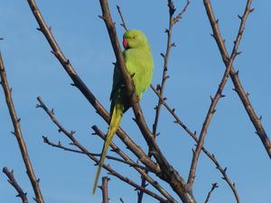 Mon jardin d'oiseaux