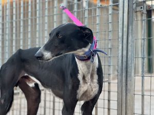 adoptez Lezo levrier galgo martyr d'Espagne agé de 2 ans chez sos chiens galgos