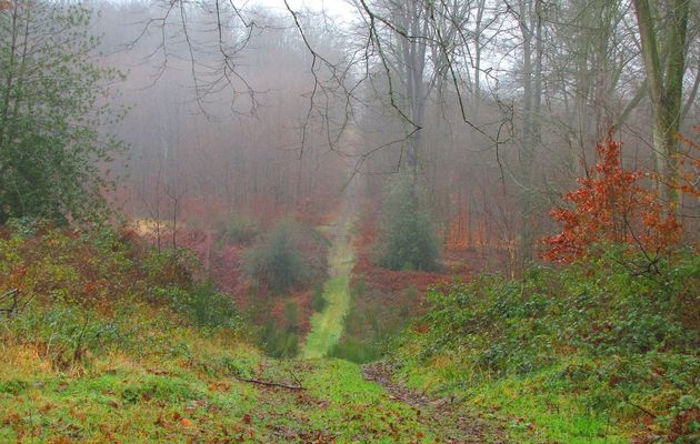 en forêt de Retz_61_01_2018_Oigny en Valois_les bordures de la Route de Hautwison_AR