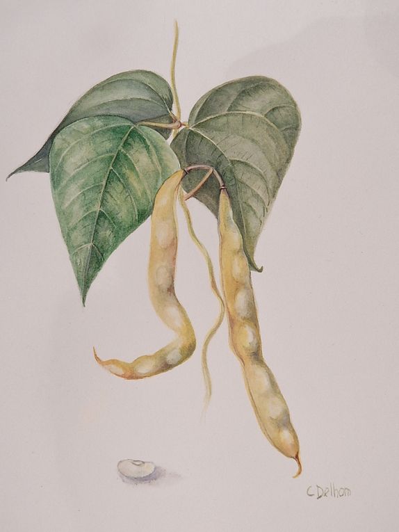 Aquarelles, légumes et cucurbitacées
