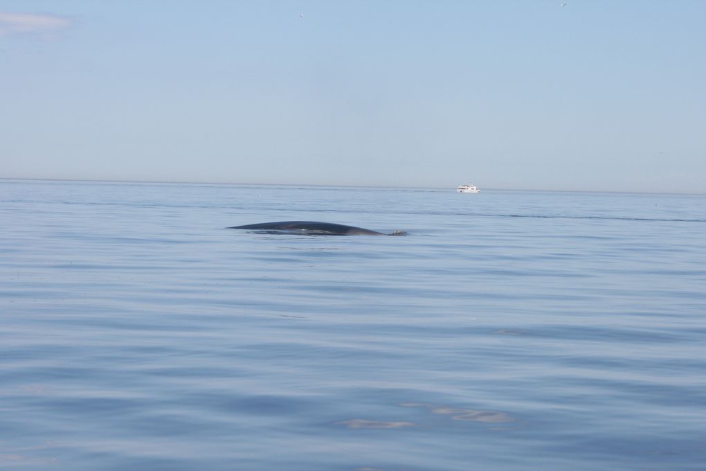 Album - Baleines-du-St-Laurent