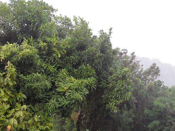 En images, les étapes d'une averse tropicale : vent de pluie, barre de nuages, rideau de pluie, torrents d'eau, retour du soleil... Photos (c) Brittia Guiriec