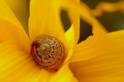 Un escargot déguisé en fleur...