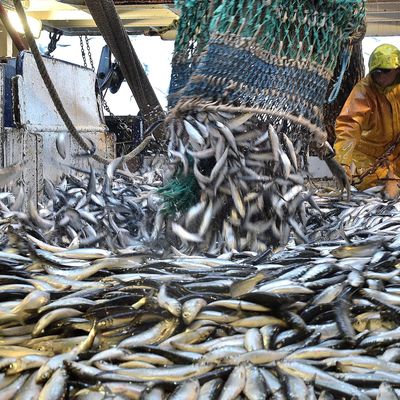 Le "Hareng ROI" ou l' "argent de la mer"