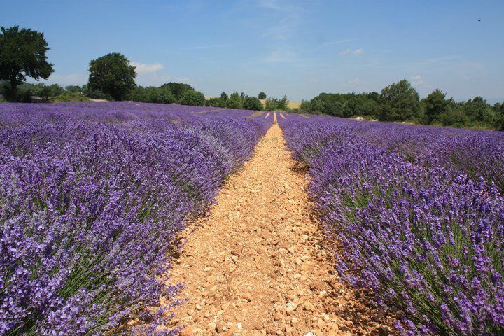 Au-dessus de 800 mètres d'altitude, les champs de lavande fine dont sont friandes les abeilles.