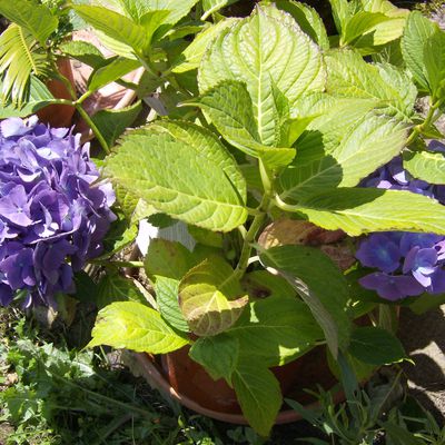 Un petit aperçu des fleurs au jardin