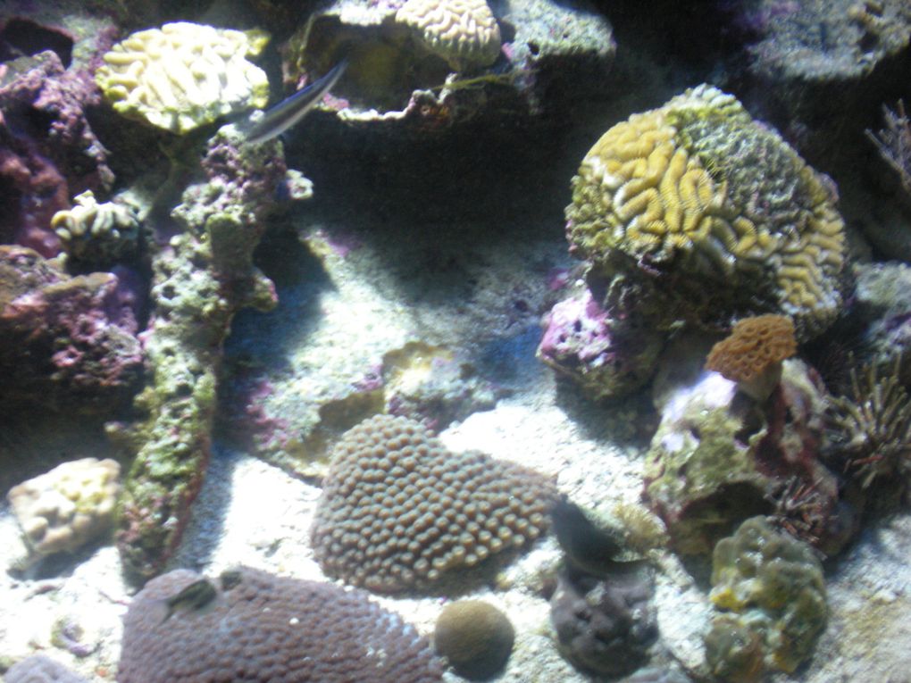 jeudi 22 avril,les tout-petits/petits de Véronique et les petits/moyens de Catrina sont allés à l'aquarium du Gosier .Ce fut une belle journée de découvertes.