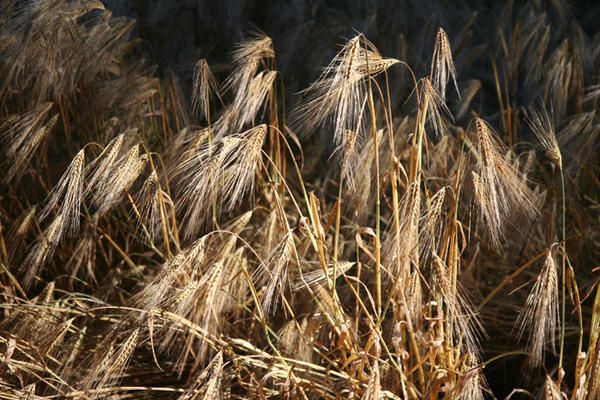 Balade dans la campagne du pays fort que j'aime sillonner et y retrouver un peu de mon enfance.